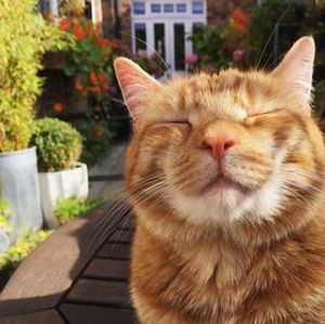 Meet your Posher, Cece